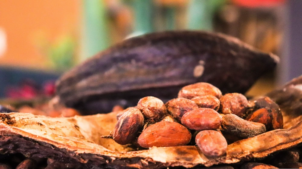 Ecuador y el cacao: la historia de un producto que conquistó el mundo